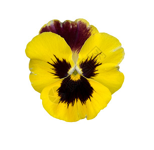 黄色三色堇用于卡本底的黄色紫色花朵 w/背景