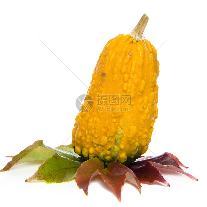卡勒巴什语Name黄色绿色食物农业南瓜白色花园葫芦蔬菜图片