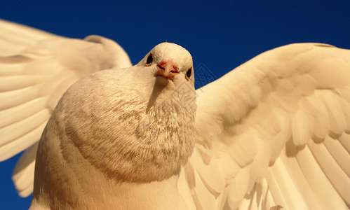 白鸽飞行白色翅膀羽毛天空和平世界释放自由象征背景图片