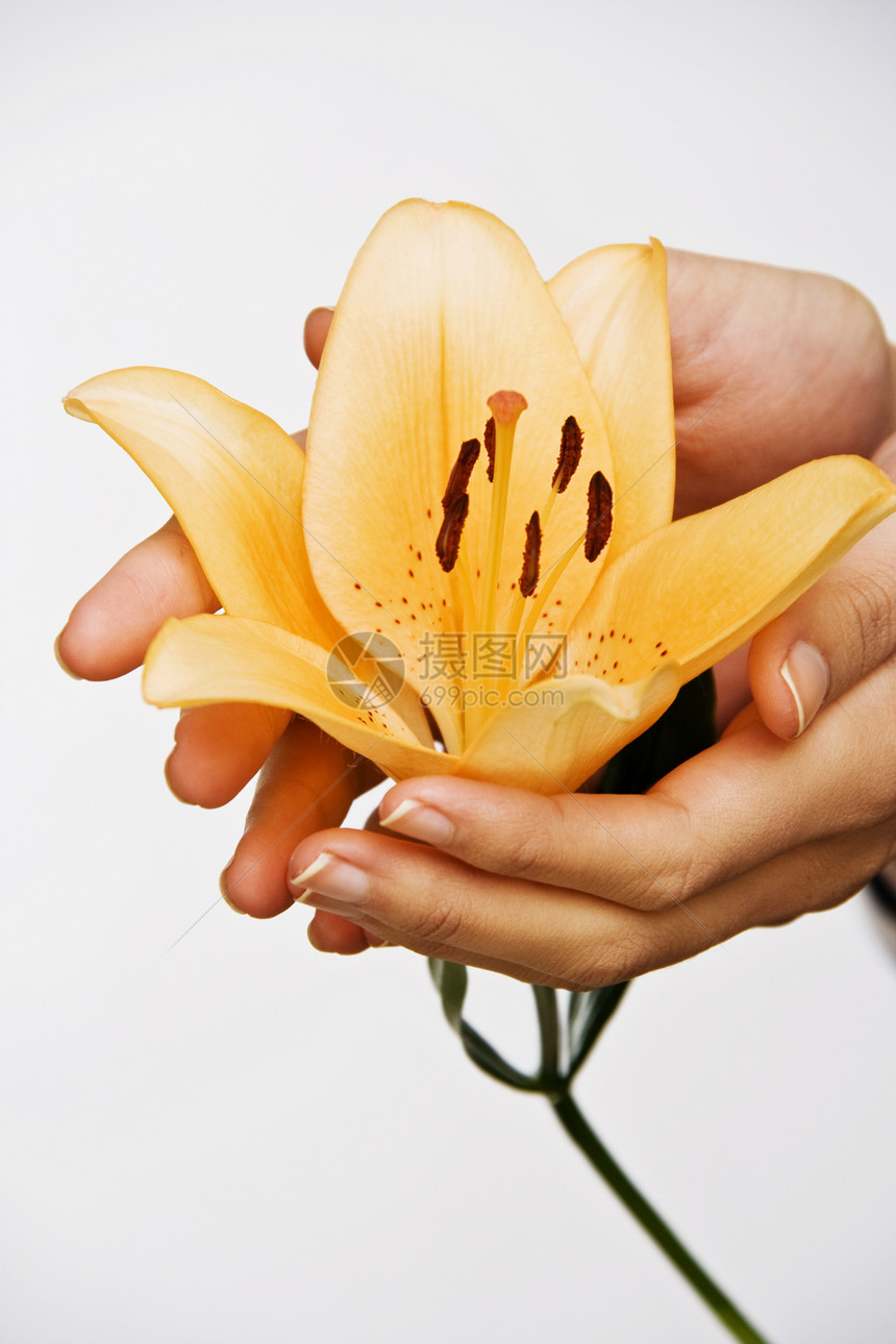 莉莉的花朵握在手中图片