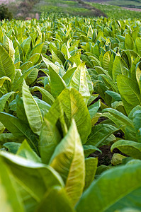 烟草工厂绿色场地树叶种植园农场植物高清图片