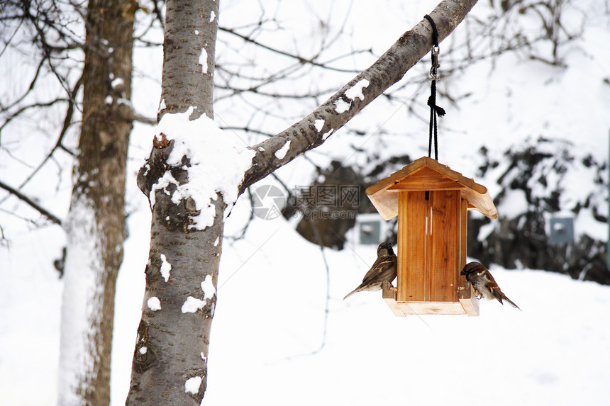 冬季风雪和鸟儿的冬天场景图片