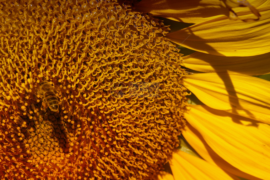 托斯卡纳草地上的向日葵场景种植园晴天植物生长地球农村场地太阳阳光图片