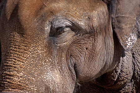 厚皮类动物大象灰色哺乳动物宏观动物园荒野皮样动物群鼻类眼睛野生动物背景