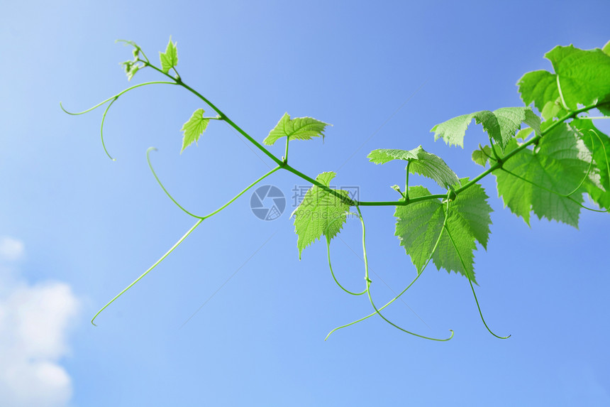 蓝天空背景的藤叶和角茎图片