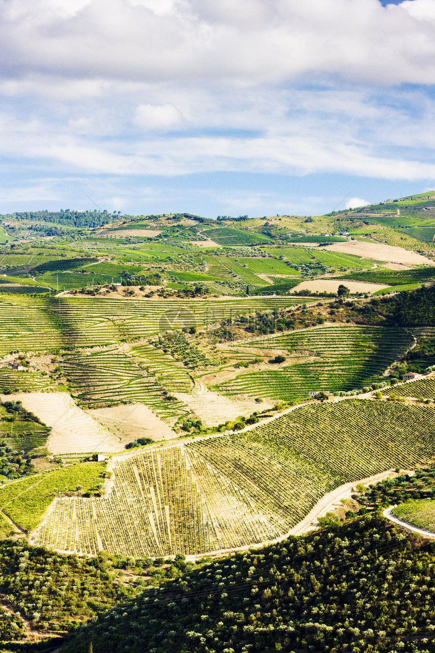 葡萄牙杜罗谷的葡萄树农业生产风景植物葡萄园山谷栽培农村外观种植者图片