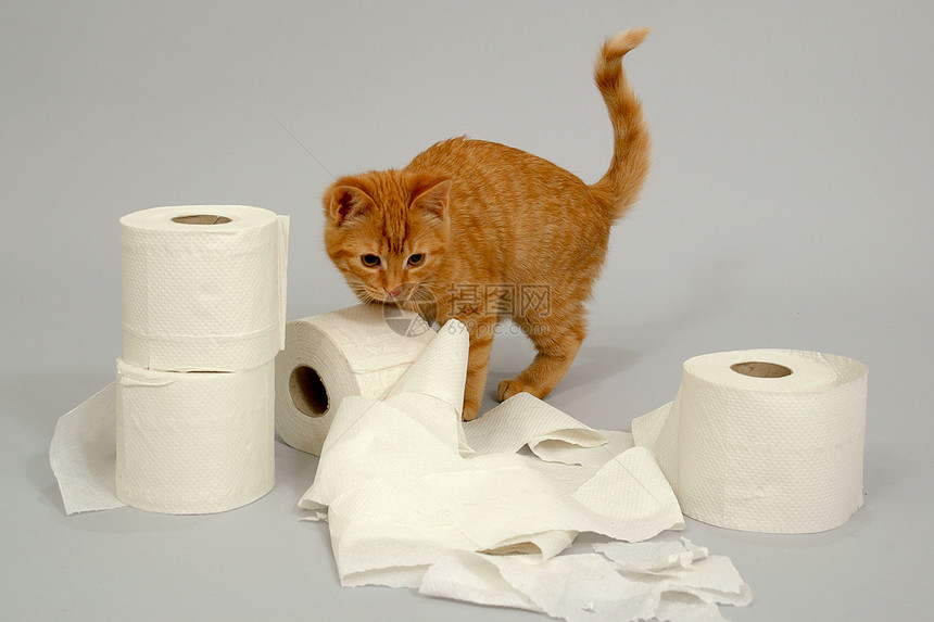 猫咪在玩猫科卫生纸橙子头发小猫乐趣婴儿动物群宠物姿势图片