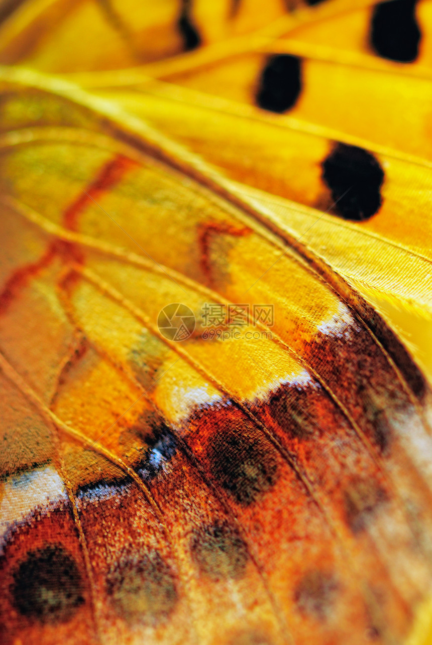 蝴蝶之翼君主静脉斑点昆虫条纹黄色动物漏洞翅膀生物学图片