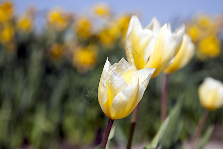 荷兰的黄色郁金香背景图片