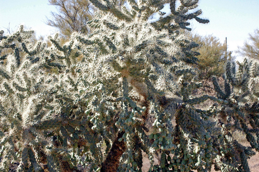 Cactus 树绿色沙漠植物衬套叶子图片