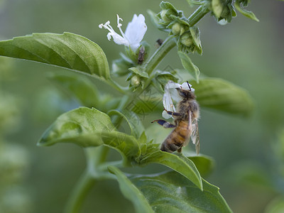 花上繁忙的蜜蜂背景图片