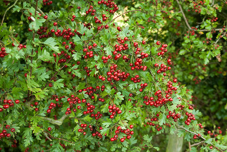 红条食物绿色水果树篱浆果红色黑色背景图片