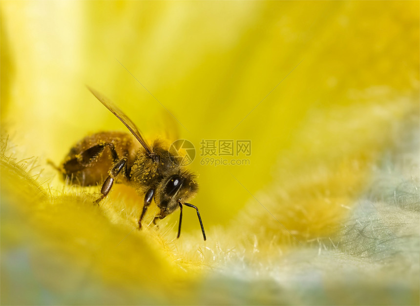 金黄色蓝色花朵上蜜蜂和蜜豆的蜂蜜图片