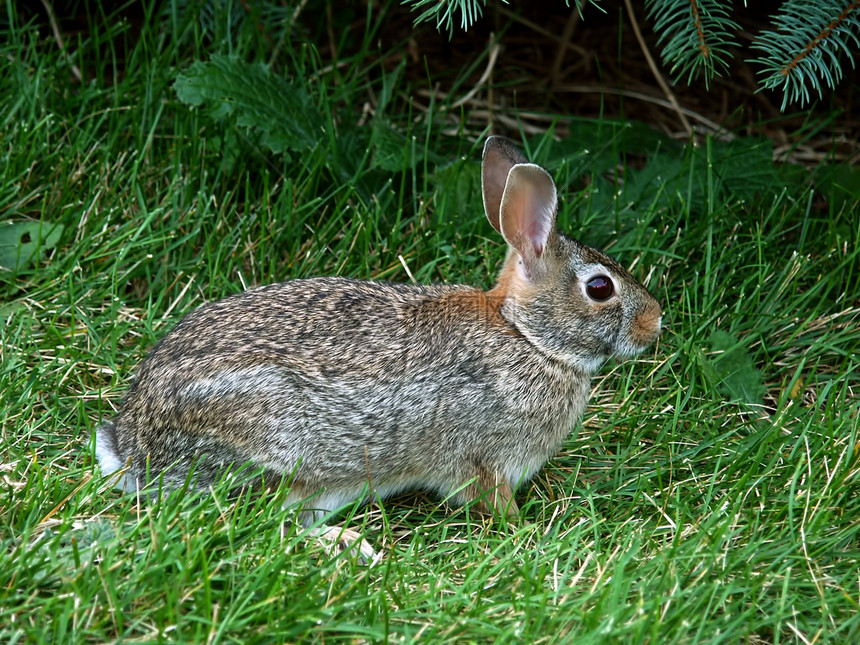 东棉花尾兔生物环境野生动物动物群生活生态小动物哺乳动物生物学草地图片