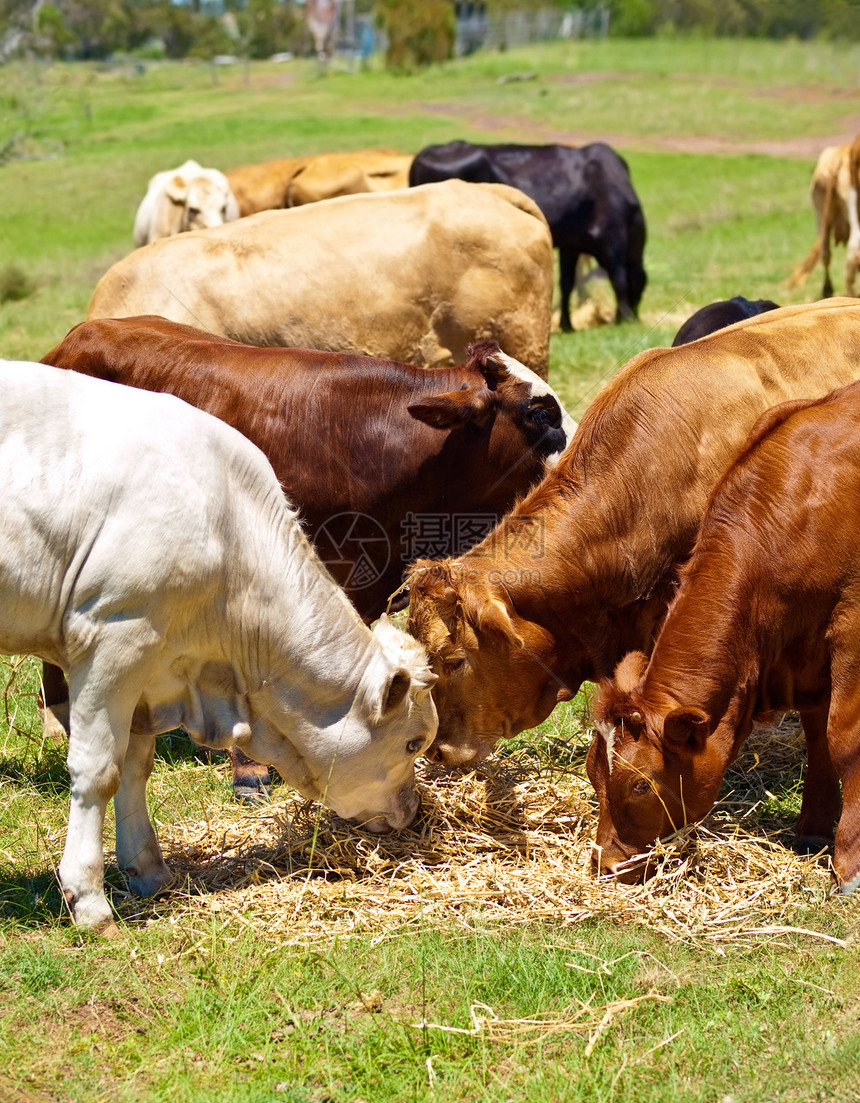澳洲牛肉牛牛 棕牛和白小牛喂养图片