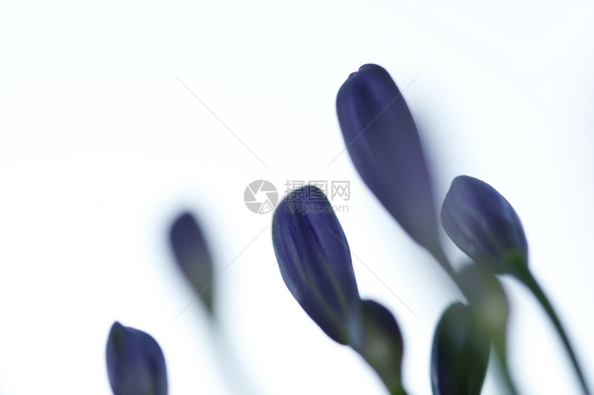 鲜花季节性紫色季节春花天鹅绒白色植物花瓣花园宏观图片