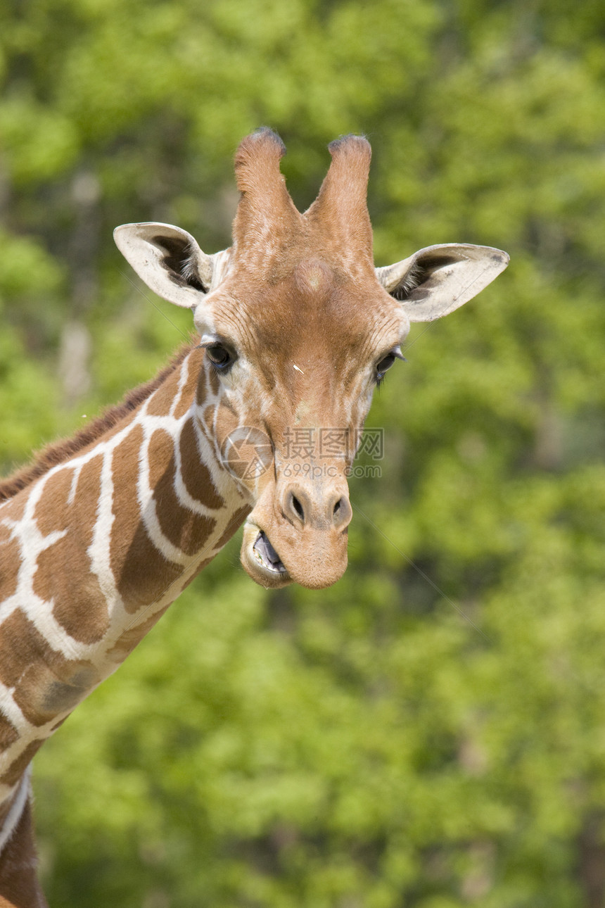 Giraffe 肖像画动物野生动物长颈动物园兽头黄色棕色哺乳动物脖子草食性图片