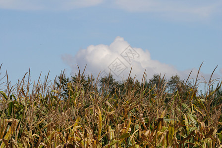 玉米粉丝谷物蓝色植物场地蔬菜食物粮食天空收成农业背景图片