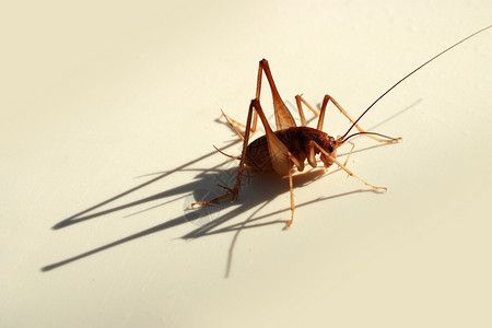 动物 昆虫 板球文章投影阴影专题分支直翅目蟋蟀背景图片
