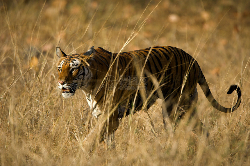 皇家大老虎豹属叶子丛林荒野树木侵略石头捕食者野生动物生态图片