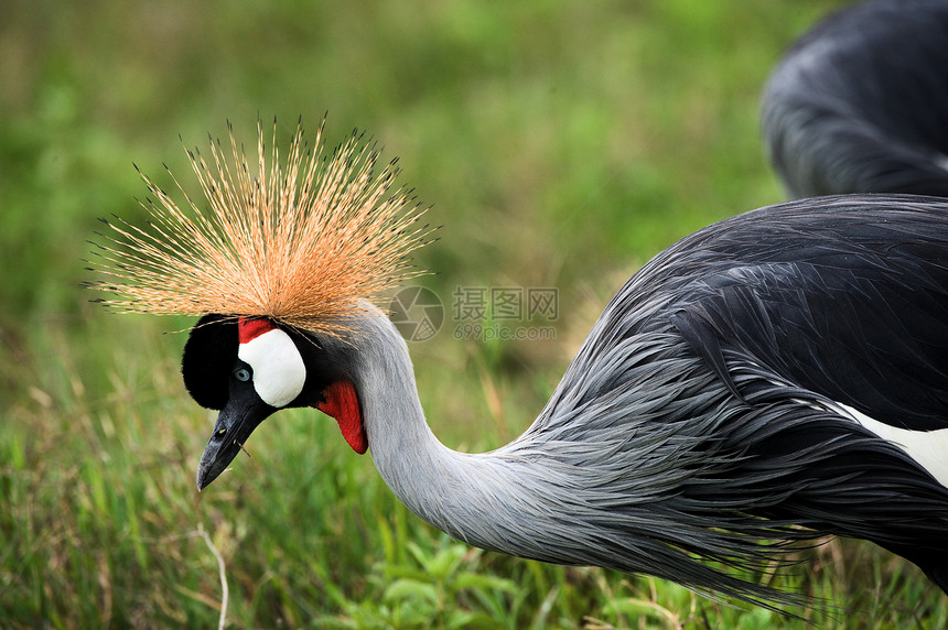 黑冠鹤涉水自然羽毛眼睛波峰荒野热带摄影异国翅膀图片