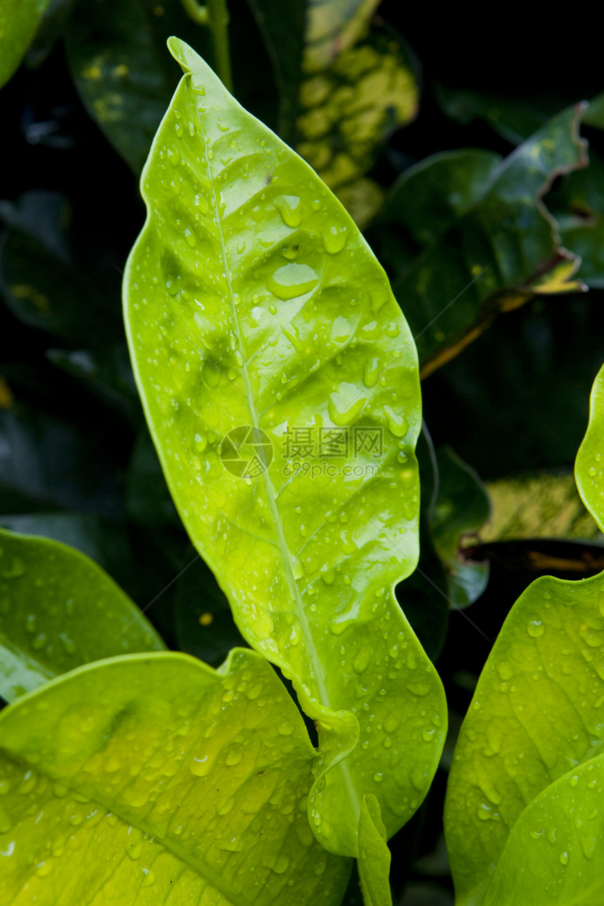 格林纳达植被叶子外观水滴热带树叶绿色细节植物飞沫图片