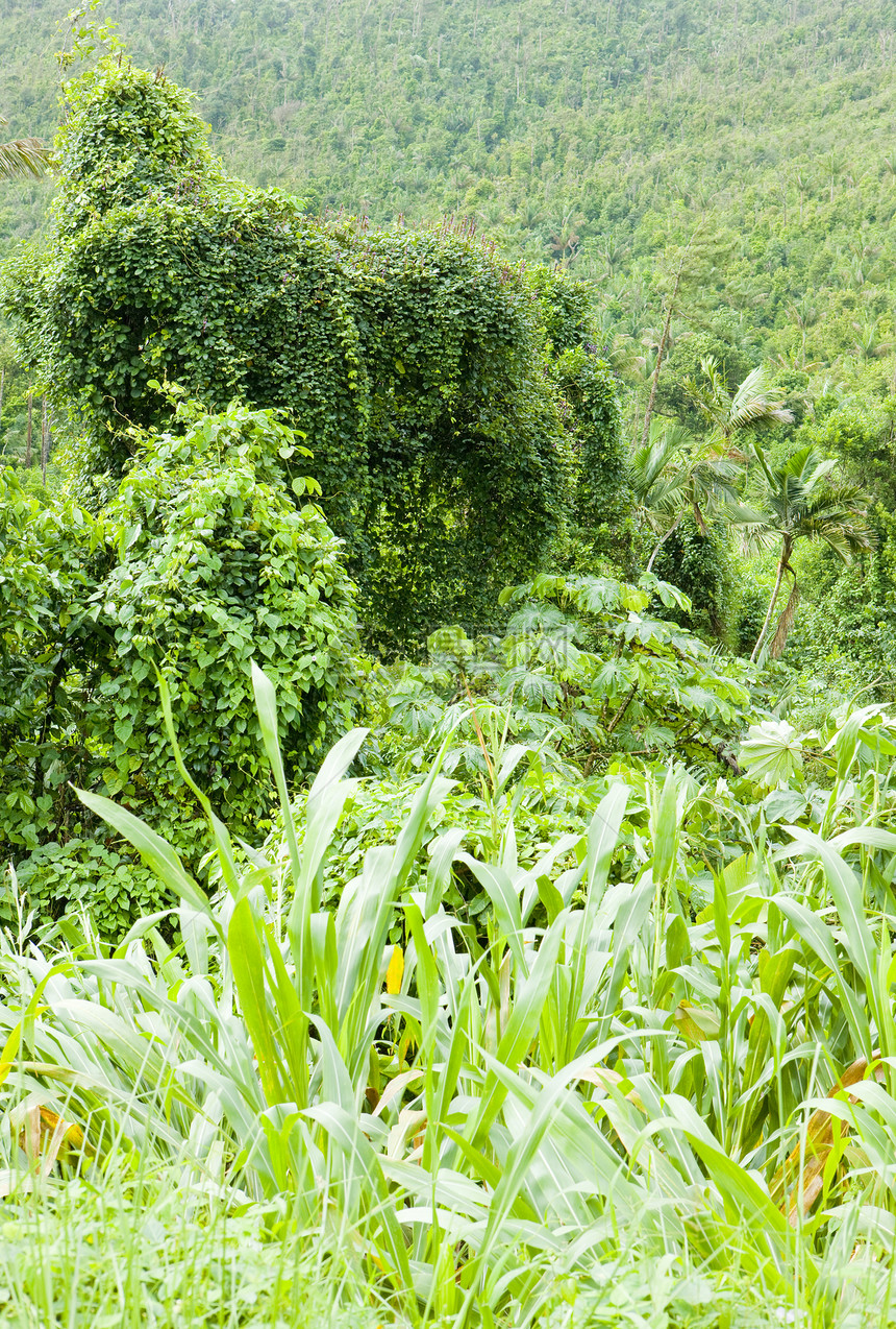 格林纳达大埃唐国家公园风景旅行热带植物世界森林外观绿色植物群位置图片