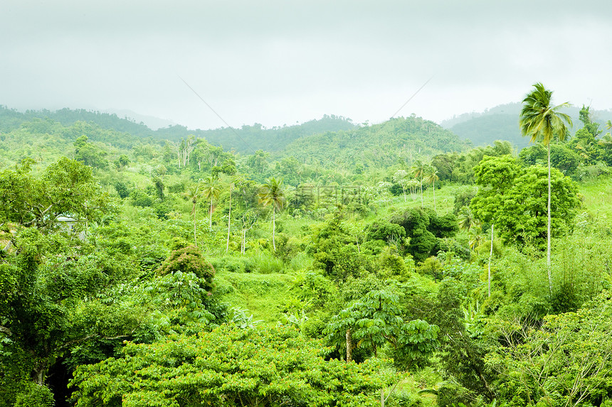 格林纳达内陆 加勒比手掌植被森林植物学位置棕榈旅行风景外观热带图片