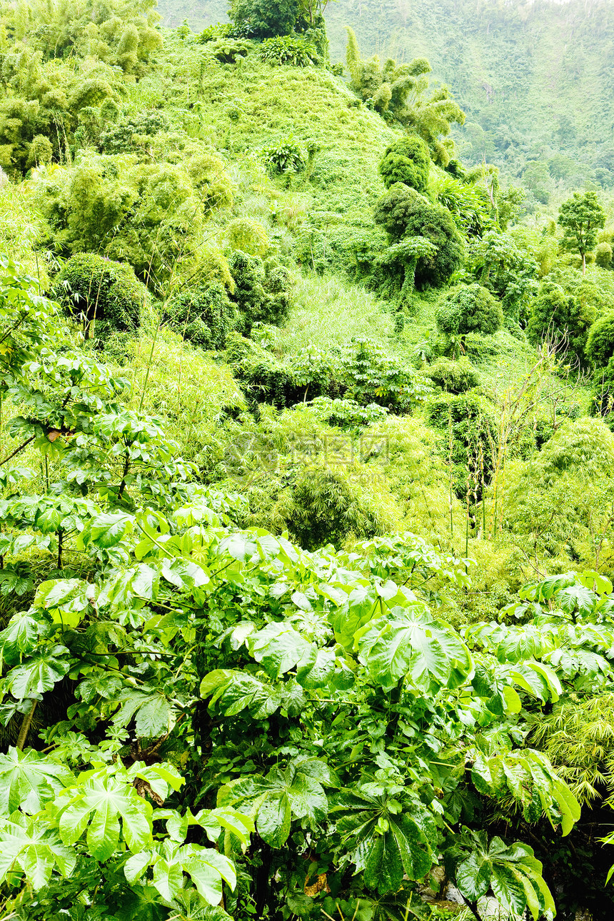 格林纳达内陆 加勒比旅行植物学风景热带植物植物群位置森林外观世界图片