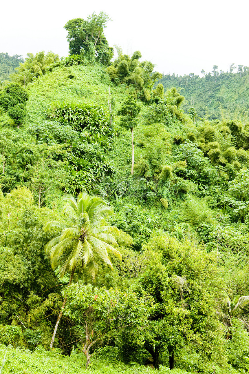 格林纳达内陆 加勒比植物棕榈手掌热带世界外观植物群旅行植被植物学图片