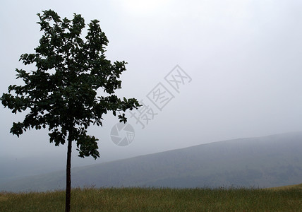 亚瑟孤树农村天气剪影树叶背景