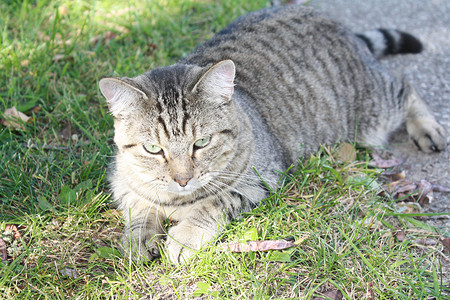 猫咪老虎灰色动物条纹猫科背景图片