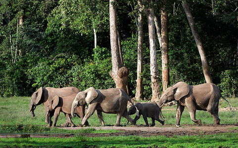 非洲森林大象象牙獠牙丛林刚果野生动物厚皮树干濒危团体生态背景图片