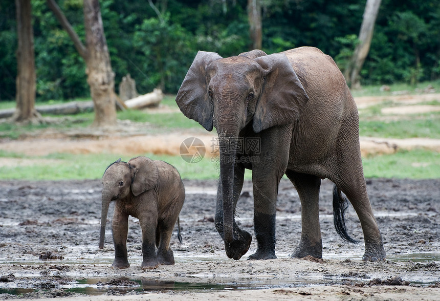 小孩大象小牛和妈妈动物母性厚皮食草濒危生物生态生活童年树干图片