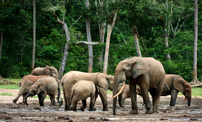 非洲森林大象树干生物团体食草生态哺乳动物耳朵荒野象牙动物图片