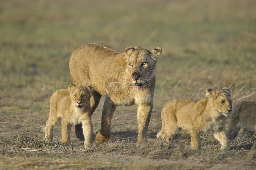 和幼崽一起打猎之后的狮子座幼崽捕食者食肉阳光母性母亲女性晶须野生动物安全图片