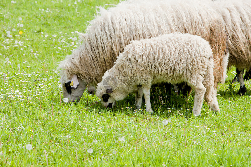 波斯尼亚人和黑塞哥维那人动物学外观草地家畜农村羊肉国家动物哺乳动物农业图片
