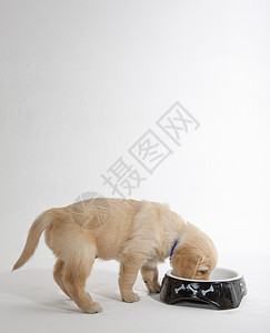 金色的猎犬在碗里幼兽宠物内饰品种动物动物群家畜小狗小动物幼崽一只动物高清图片素材