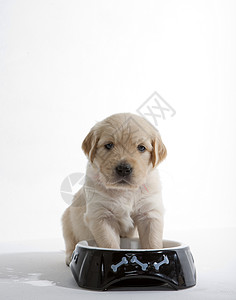 金色的猎犬在碗里家畜幼兽宠物动物群动物学品种小狗哺乳动物犬种幼崽一只动物高清图片素材