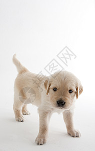 金色猎物的小狗宠物品种幼崽小动物犬种内饰幼兽家畜动物学动物群年轻的高清图片素材