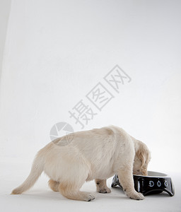 金色的猎犬在碗里宠物幼崽哺乳动物动物学动物小动物犬种家畜品种小狗年轻的高清图片素材