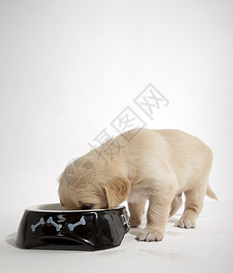 金色的猎犬在碗里品种内饰小动物幼兽动物群家畜犬种小狗幼崽哺乳动物喝高清图片素材