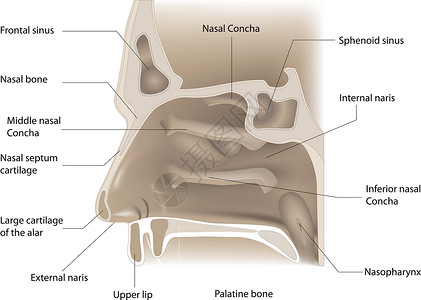 鼻腔解剖背景图片