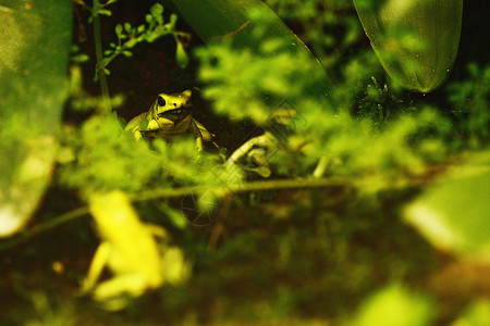 细小青蛙两栖黄色绿色植物动物背景图片