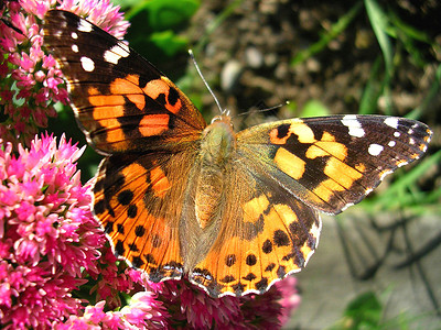 花朵上的蝴蝶生态橙子自然昆虫粉色黄色翅膀宏观背景图片