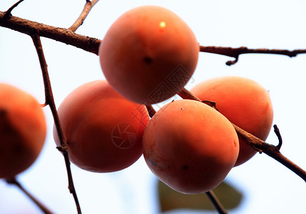 食物 香肠黄色植物园树木生态水果成就柿子果树背景图片