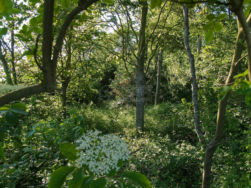 美丽的仙林叶子远足森林故事荒野太阳公园天空小路活力图片