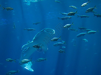 盐水鱼类学校热带水族馆潜水海洋野生动物背景图片