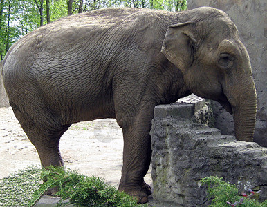 大象动物抛光灰色动物园背景图片