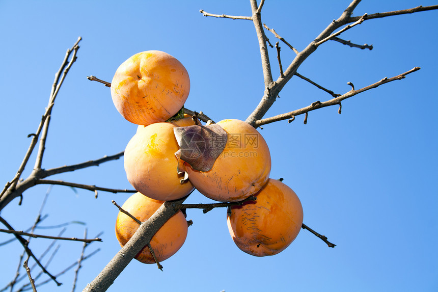 皮西蒙树热带植物甜点季节性橙子农业柿子食物水果图片